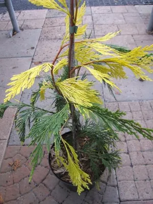 Produktbild von Gelbbunte Weihrauchzeder - Calocedrus decurrens Aureovariegata - Flußzeder - 30-40cm