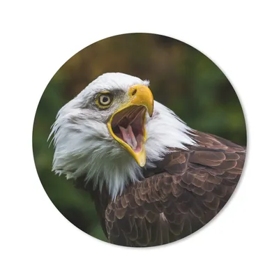 Produktbild von MuchoWow® Mauspad Mousepad Ein krächzender Weißkopfseeadler 20x20 cm - Mousepads - Maus Mat - Pad - Mausunterlage - Schreibtischmatte