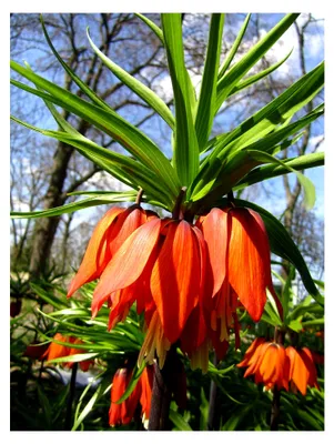 Produktbild von 25 x Orangerote Kaiserkronen Samen Fritillaria Imperialis Aurora