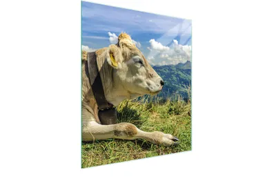 Produktbild von Glasschneidebrett 45x52 Kuh