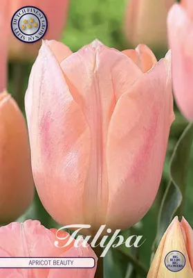 Artikelbild 2 von 'Tulpe Apricot Beauty (7 Stück)' aus der Kategorie Tulpenzwiebeln