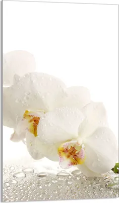 Obrázek produktu pro Krycí deska varné desky 30x52 Skleněná krycí deska na varnou desku, orchidejová bílá