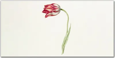 Produktbild von Coloray Bild aus Glas 140x70 wanddekoration wohnzimmer glasblock mit bild gehärtetes Glas Dekoration Küche - Blumen Pflanzen