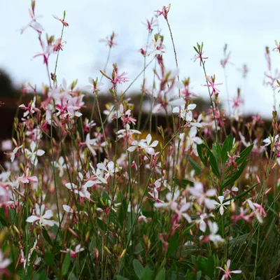 Obrázek produktu pro Gaura lindheimeri Siskiyou Pink – 60 rostlin – Ø9cm – výška 10-25cm – okázalá svíčka – sytě růžové květy – pro záhony, prériové zahrady a květináče