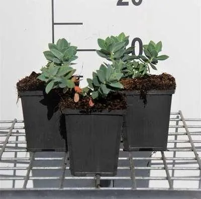 Zdjęcie produktu dla 6 x Euphorbia cyparissias - wilczomlecz - doniczka 9 x 9 cm