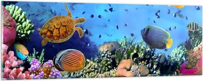 Produktbild von Bilder auf glas - Korallenriff - 90x30cm - Glasbilder - Wandbilder - Bilder - Kunstdruck - zum Aufhängen bereit - Wanddekoration aus Glas - Glas Bilder - Wandbild auf Glas - Einteilig - GAB90x30-3569