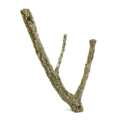 Produktbild von Sitzstange aus Korkeichenrinde - für große Papageien 50 cm