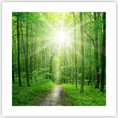 Produktbild von Poster - Poster ohne Rahmen - Sonnenstrahlen Wald Sommer - 40x40 cm - Wand Bild - Wanddeko - Wandbilder - Kunstposter - Wandposter - Bilder - Kunstdruck - Wanddekoration - Wandbild - P2XAC40x40-2689