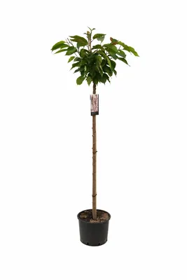 Produktbild von Prunus serrulata 'Kanzan' 100–120 cm – Japanische Nelkenkirsche, Zierkirsche, rosa Blütenbaum, winterharter Zierbaum für Garten und Vorgarten