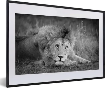 Produktbild von MuchoWow® Gerahmtes Poster Löwe - Schwarz - Tiere 60x40 cm - Poster mit Schwarzem Bilderrahmen Wandposter Rahmen Foto Bilder - Schlafzimmer - Plakat in Rahmen - Drucken
