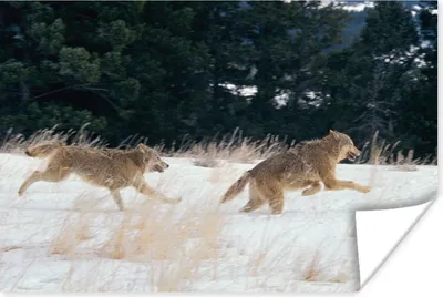Produktbild von MuchoWow® Poster Wolf - Baum - Tiere 60x40 cm - Schlafzimmerdekoration