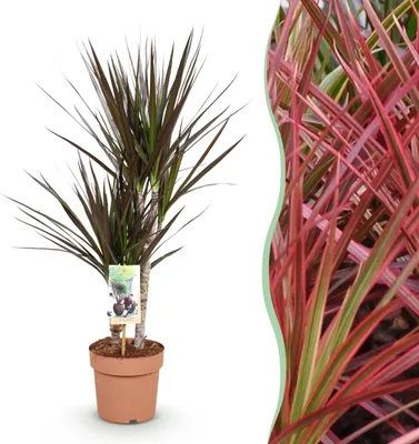 Produktbild von Dracaena Magenta - Drachenbaum - Pflegeleicht - Grün - 70-80cm - Ø17cm - Zimmerpflanze - Immergrün