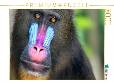 Produktbild von CALVENDO Puzzle MANDRILL 1000 Teile Puzzle quer | 1000 Teile Lege-Größe 64x48cm Foto-Puzzle für glückliche Stunden
