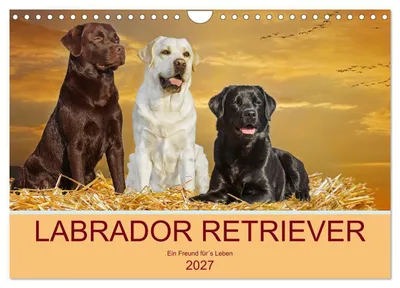 Produktbild von Labrador Retriever - Ein Freund für´s Leben (Wandkalender 2027 DIN A4 quer), CALVENDO Monatskalender