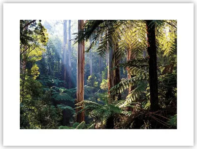 Produktbild von Poster - Poster ohne Rahmen - Morgendämmerung Bäume Wald - 40x30 cm - Wand Bild - Wanddeko - Wandbilder - Kunstposter - Wandposter - Bilder - Kunstdruck - Wanddekoration - Wandbild - P2XAA40x30-4403