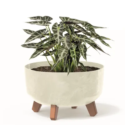 Obrázok produktu pre Bonsai Miska Strom Mini Záhrada Kvetináč na nohách Kvetináč D 28,5 cm Krémové plastové kvetináče s vložkou Betónová optika Cachepots