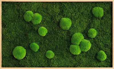 Produktbild von Wald- & Kugelmoosbild Rahmen Eichenoptik 100x60 cm