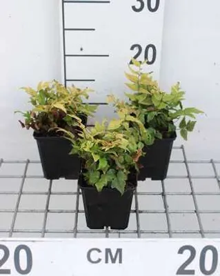 Produktbild von 6 x Cyrtomium fortunei (polystichum fort.) - Glanzschildfarn - Topf 9 x 9 cm