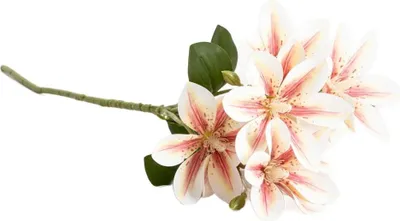 Produktbild von HOMLA Künstlicher Zweig LILY Creme Lilie 75 cm