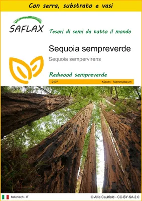 Immagine prodotto di SAFLAX Insieme di coltivazione - Sequoia sempreverde - 50 semi - Sequoia