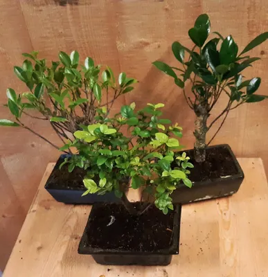 Productafbeelding van Bonsai boompje Assortiment 1 stuk kamerplant Warentuin Natuurlijk