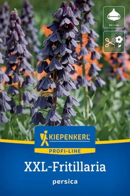 Produktbild von Kiepenkerl Persische Kaiserkrone Fritillaria persica 1 Zwiebel