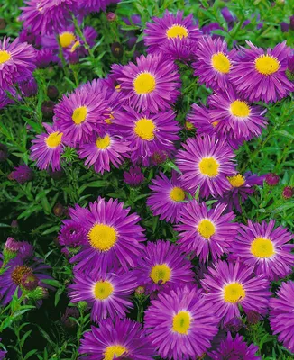 Produktbild von Aster novi-belgii 'Violetta', Glattblatt-Aster, violett, ca. 11x11 cm Topf