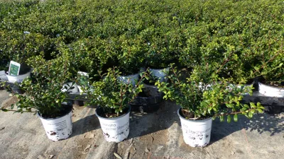 Produktbild von 50 Stück Ilex crenata Stokes Heckenpflanze Buchsbaum Ersatz winterhart + robust
