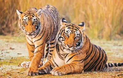 Produktbild von TischSet 3D Tiger,  Platzset 2erSet Platzdeckchen Poster Bilder Tier Raubkatze