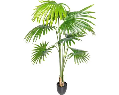 Produktbild von Kunstpalme Washingtonia H 150 cm grün