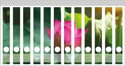 Produktbild von Wallario Ordnerrücken Sticker, selbstklebend für schmale Ordner, 12 Stück, Motiv Pinke Lotosblüte im Sonnenschein
