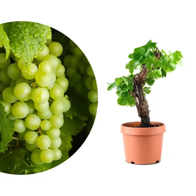 Produktbild von Meine Orangerie - exklusive Vitis Vinifera Weinrebe in Bonsai Form – Premium Weinrebe – pflegeleichter Indoor- und Outdoor-Bonsai im Ø12cm Topf