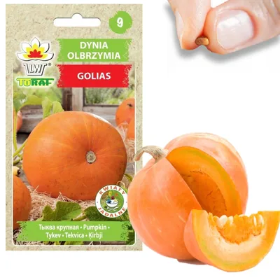Obrázek produktu pro Dýně Golias Cucurbita Maxima Semena Dýňové ovoce Až 30Kg 4G Zeleninová semena