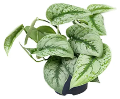 Productafbeelding van JUNAVERA Scindapsus Pictus Trebie | zilverbonte terrarium- en kamerplant | 12 cm pot | 25 cm hoog