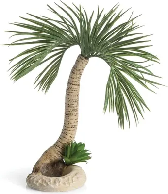 Produktbild von biOrb Palme Seychellen L (72680)