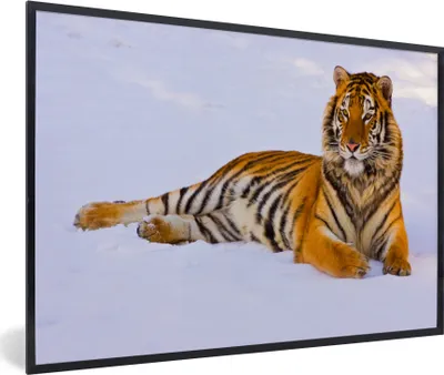 Produktbild von MuchoWow® Gerahmtes Poster Tiger - Schnee - Winter - Tiere 60x40 cm - Poster mit Schwarzem Bilderrahmen Wandposter Rahmen Foto Bilder - Printing - Wanddeko Schlafzimmer