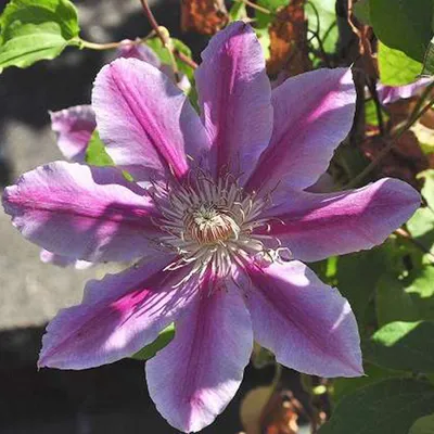Image de Hello Plants Clematis Dr. Ruppel Vigne grimpante - Ø 15 cm - Hauteur : 65 cm