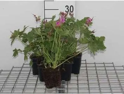 Produktbild von 6 x Geranium macr. 'Bevan's Variety' - Storchenschnabel- Topf 9 x 9 cm