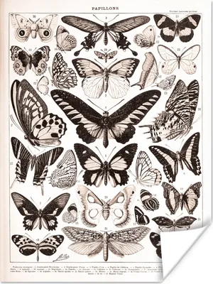 Produktbild von MuchoWow® Poster Schmetterling - Tiere - Schwarz - Weiß 120x160 cm - Wandbilder