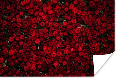Produktbild von MuchoWow® Poster Blumen - Rosen - Rot 180x120 cm - Fotoplakat