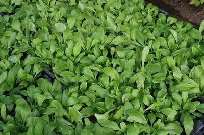 Obrázek produktu pro 6 x Buphthalmum salicifolium - Vrbovka liliovitá - květináč 9 x 9 cm