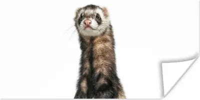 Produktbild von MuchoWow® Poster Frettchen - Tiere - Fell 150x75 cm - ohne Rahmen