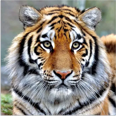 Produktbild von MuchoWow® Poster Tiger - Jung - Tiere 100x100 cm - Babyzimmer