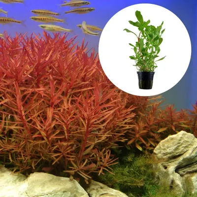 Produktbild von Aquarium Pflanze Ammannia crassicaulis AquaOne Nr.033B tropische Wasserpflanzen