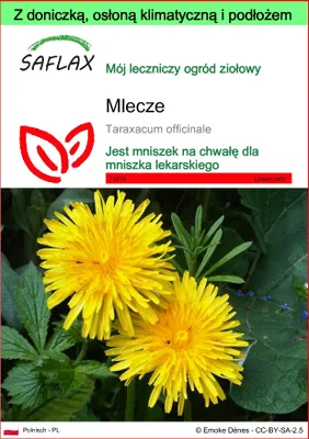 Zdjęcie produktu dla SAFLAX - Garden to go - Mlecze - 200 Nasiona - Z doniczką, pokrywą klimatyczną i podłożem do uprawy - Taraxacum officinale