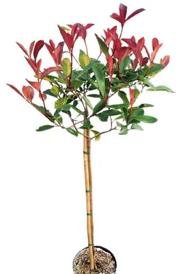 Obrázok produktu pre Photinia xfraseri 'red Robin' Lokvica európska štandardná 80-100 cm