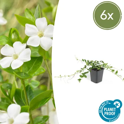 Obrázek produktu pro Pudopokryvné rostliny - Vinca minor 'Alba' - bíle kvetoucí - 9cm kvetinác - sada 6 rostlin