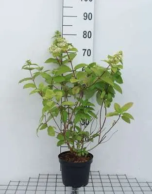 Produktbild von Hydrangea pan. 'Mega Mindy'® - Rispenhortensie 40- 50 cm Container