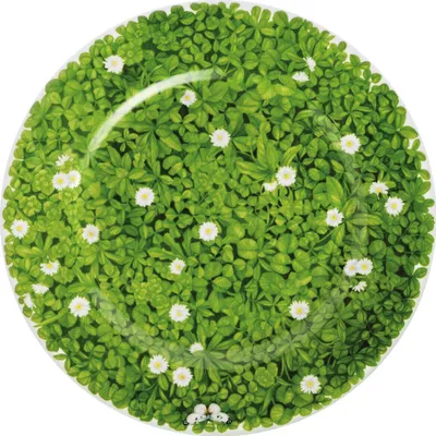 Produktbild von Taitù Prati Italiani - Teller flach 31 cm, Blume weiß