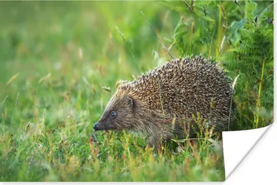 Produktbild von MuchoWow® Poster Igel steht im Gras 30x20 cm - Plakate - Print